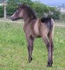 Trawel Mimi