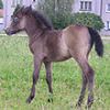 Trawel Mimi