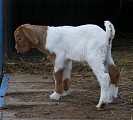 Kůzlata