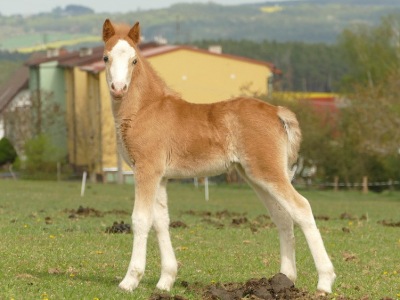 Trawel Ronja