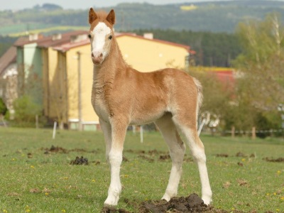Trawel Ronja