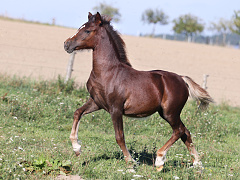 Trawel Red Ruby
