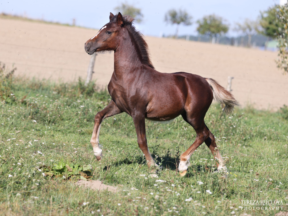 Trawel Red Ruby