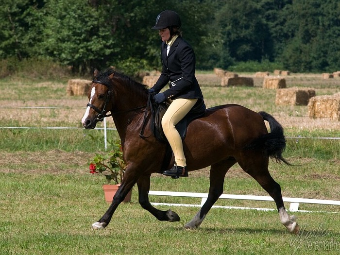 Caerddaniel Songbird