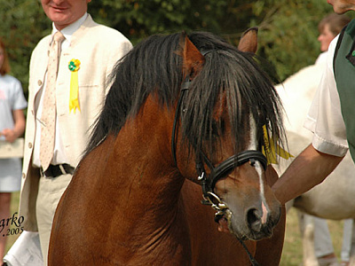 Bronllys Bugle