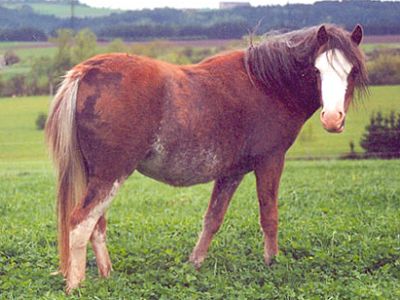 Trawel Artemis