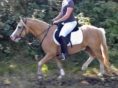 Trawel Ranger
