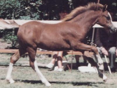 Trawel Riva