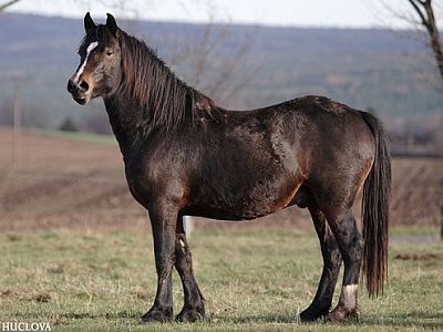 Trawel Riviera's Boy