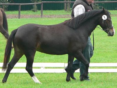Trawel Rytmika