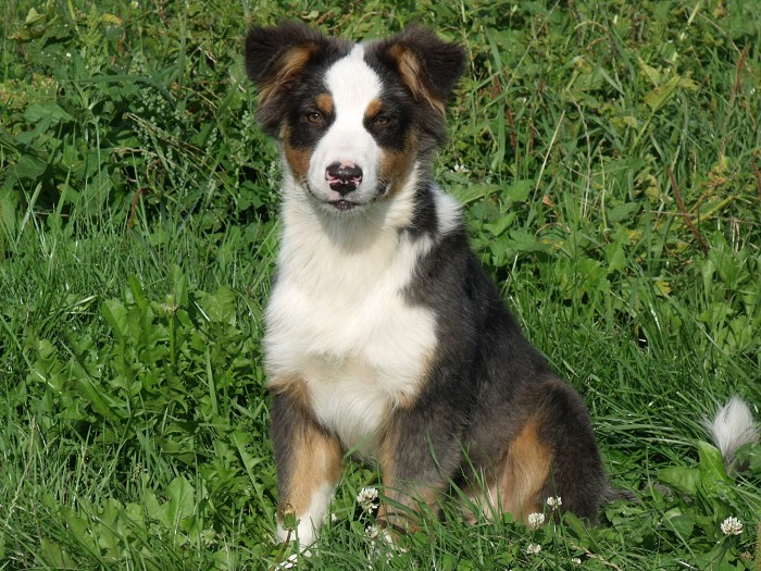 Cora