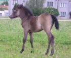 Klikni sem pro zvětšený obrázek 088.jpg