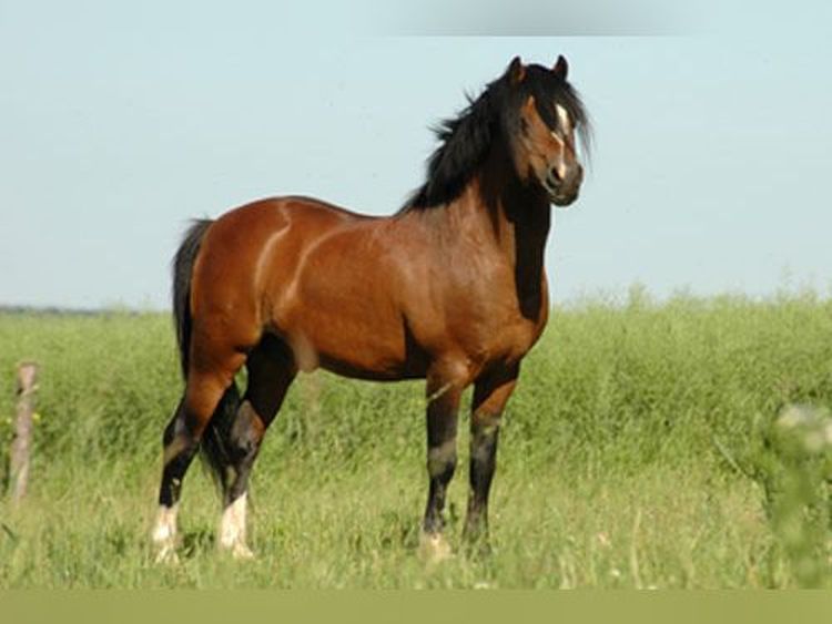 Bronllys Bugle