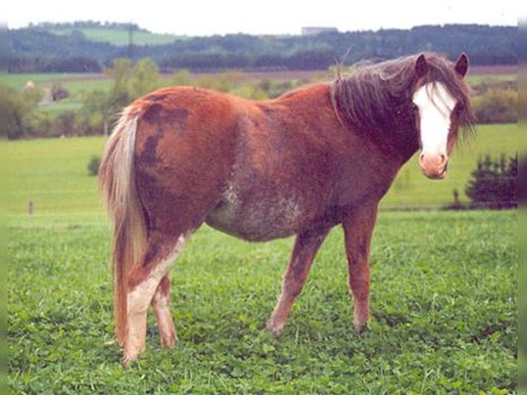 Trawel Artemis