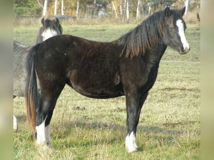 Trawel Black Rose